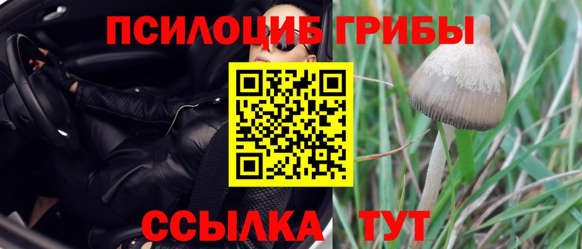 Черняховск  Псилоцибиновые грибы ЛСД  Псилоцибиновые грибы Psilocybe  Вход с VPN 